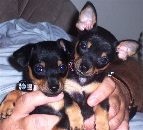 Chihuahua Min Pin Mix Puppies For Sale - Pets Lovers