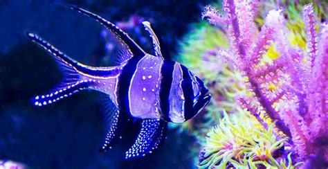 14 Most Colorful and Beautiful Aquarium Fish and How To Care for Them