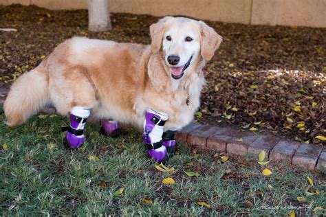 Golden Retriever Therapy Dog with Four Prosthetic Paws Can't Stop Spreading Smiles | Golden ...