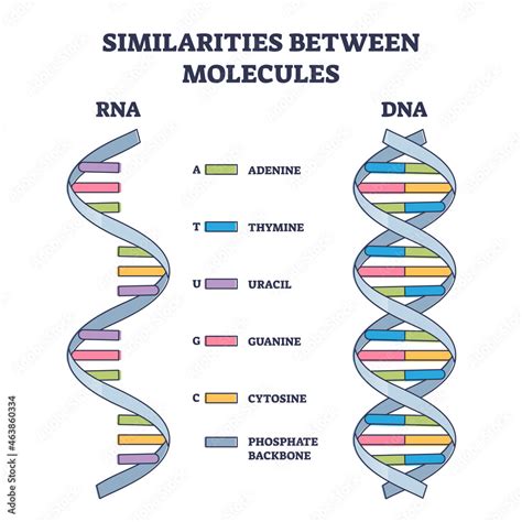 Similarities between RNA and DNA molecules, illustrated outline diagram ...