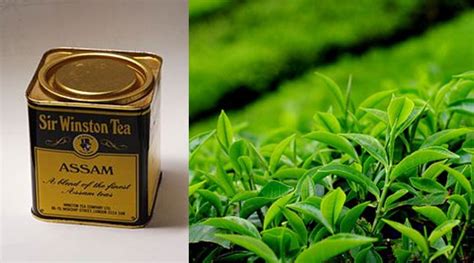 Assam Tourism | The tea plant is grown in the lowlands of Assam | Assam ...