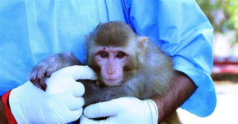 Monkeys in space - how NASA sent them in rockets and what happened on ...