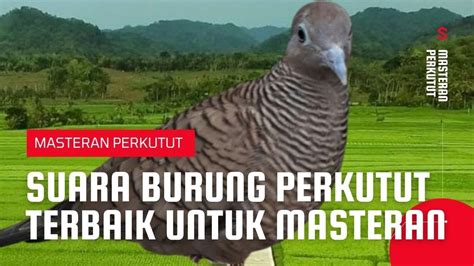 Suara Burung PERKUTUT Terbaik | Untuk Masteran Perkutut - YouTube