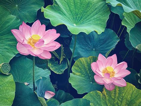 Lotus flowers, Shinobazu Pond city | Free Photo - rawpixel