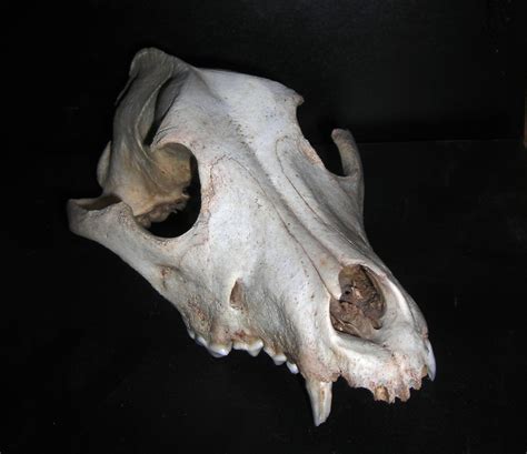 File:Dog Skull.JPG - Wikimedia Commons