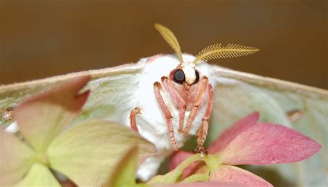 Wildlife Wednesday: Those Magnificent Moths – Nature Discovery Center