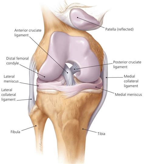 Anterior cruciate ligament anatomy, function, injury & reconstruction