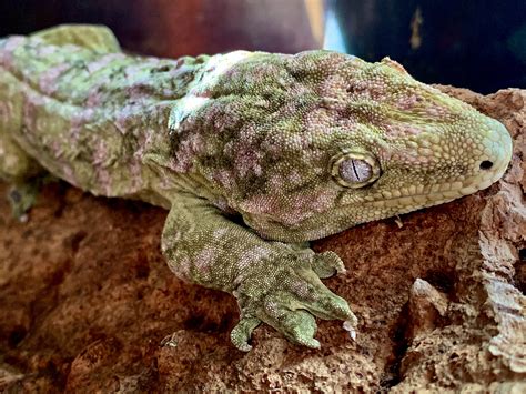 World’s Largest Gecko | Wild View