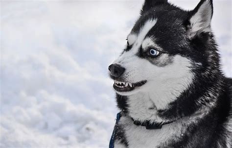 Are Huskies Aggressive Breeds