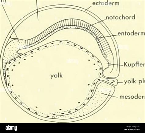 Neurula Of Frog