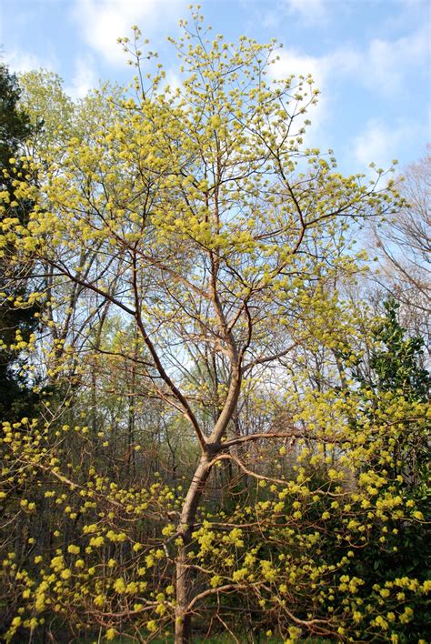 Natural Gardening: Sassafras flowers are opening