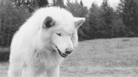 white wolf gifs | WiffleGif