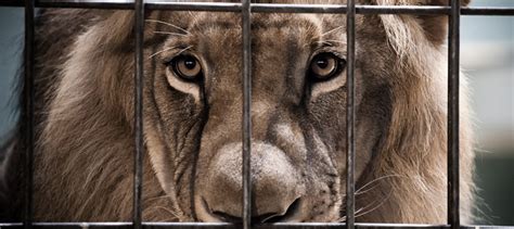 Zoo Animals In Captivity