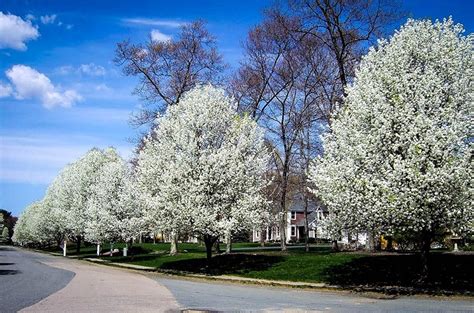 Cleveland Flowering Pear Tree For Sale Online | The Tree Center™