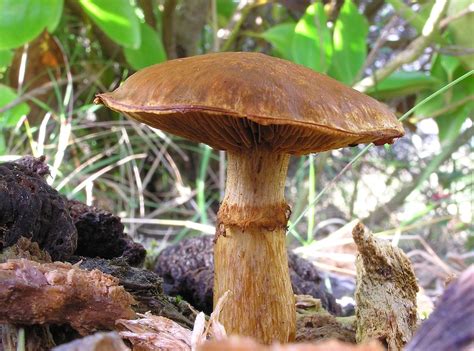 Gymnopilus junonius - Wikipedia