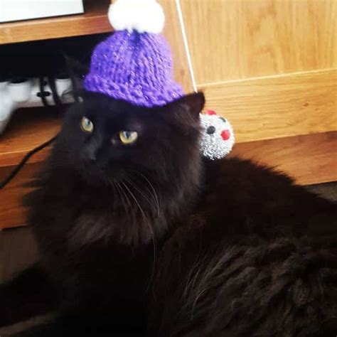 32 Insanely Adorable Cats Wearing Hats