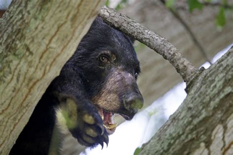 Louisiana black bear, inspiration for the teddy bear, removed from ...