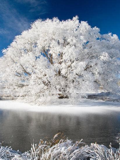 'Hoar Frost on Willow Tree, near Omakau, Central Otago, South Island, New Zealand' Photographic ...