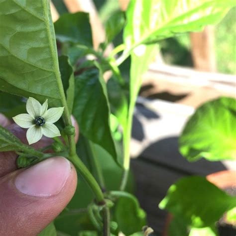 Ghost Pepper (Bhut Jolokia) | Cayenne Diane