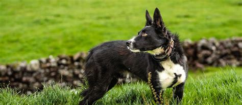 McNab Shepherd Puppies For Sale - Greenfield Puppies