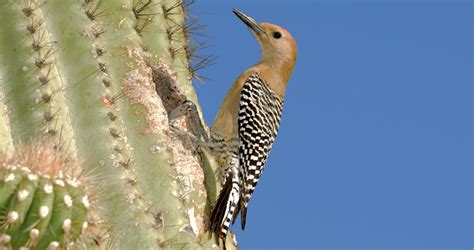 Gila Woodpecker - Sonoran Desert Wildlife - craibas.al.gov.br