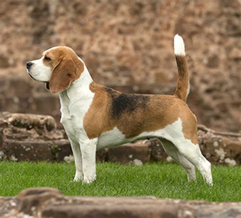 Beagle | Breeds A to Z | The Kennel Club