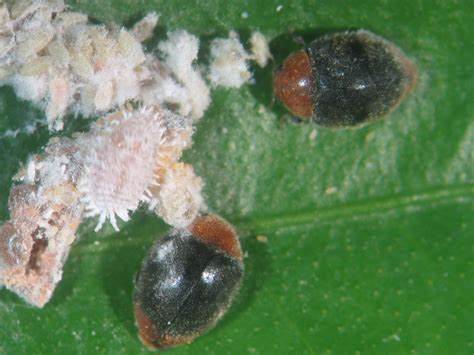 No se trata, pero hayproductos como Diazinos o Clorpirifos.