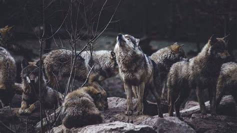 Palmyra Wolves — The Martin family in Palmyra, Maine had a terrifying experience being trapped ...