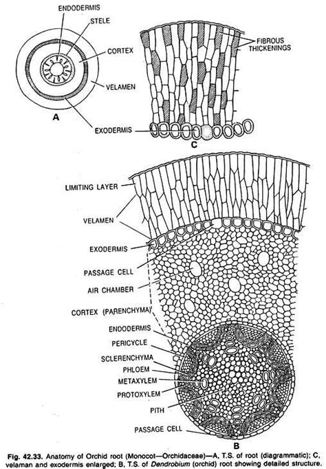 epiphytic root | Biology notes, Quotes for book lovers, Orchid roots