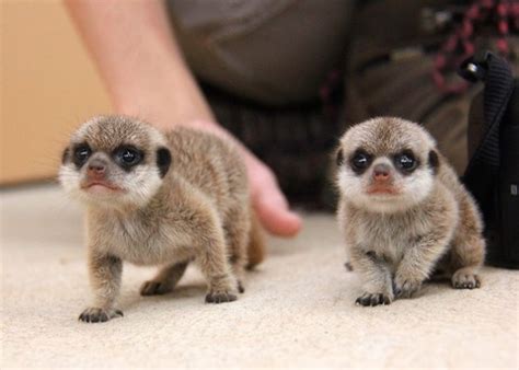 Cute Baby Endangered Animals