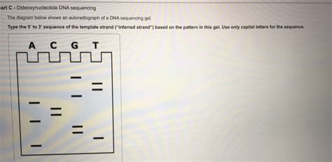 Solved Dideoxynucleotide DNA sequencing The diagram below | Chegg.com