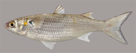 White Mullet – Discover Fishes