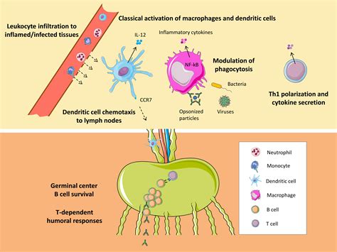 antibodies produced by b cells mark pathogens for destruction by macrophages