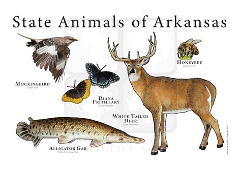 Arkansas State Animals Poster Print | Etsy