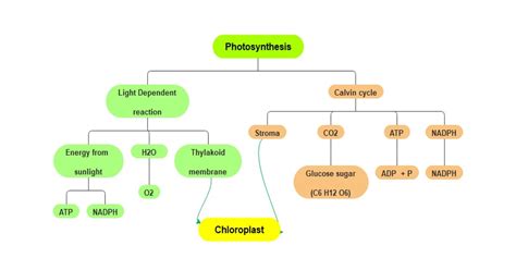 12+ energy flow in plants concept map - NeelamNaoise