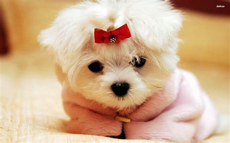 Cutest Wallpapers in the World (58+ images)