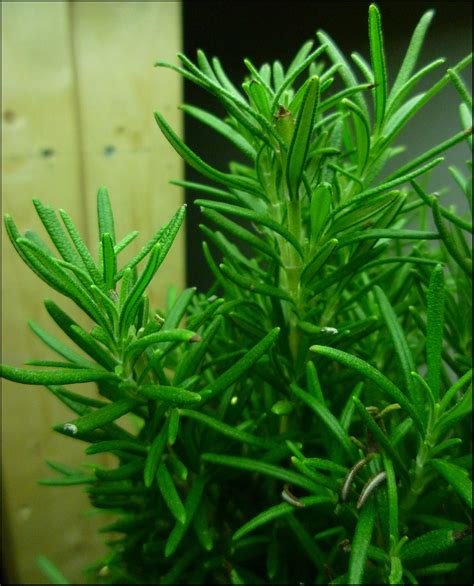 Patio of Pots: How to Grow Rosemary in a Container