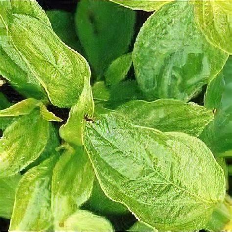 Cornus sericea 'Bergesson's Compact' Red osier dogwood stolonifera Red ...