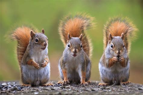 Ask Amy: Homeowners go nuts over squirrels - nj.com