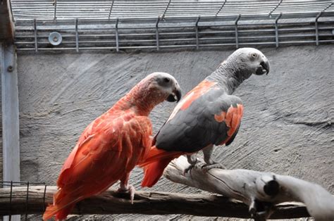 African Grey Parrot breeding ( Psittacus erithacus ) PART II Parrots Daily News