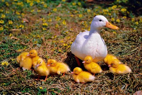 HD wallpaper: white duck with ducklings, chicken, family, wildlife photography | Wallpaper Flare