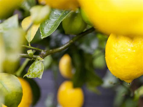 8 Different Dwarf Citrus Trees You Can Grow at Home