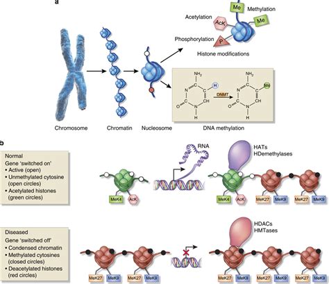 Mechanism of epigenetic modifications. (a) Epigenetic modifications of... | Download Scientific ...