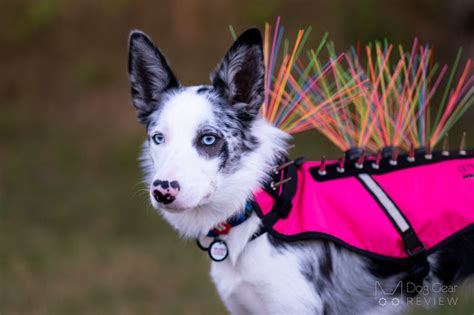 What is a Coyote Vest? How does it protect a dog? | Dog Gear Review