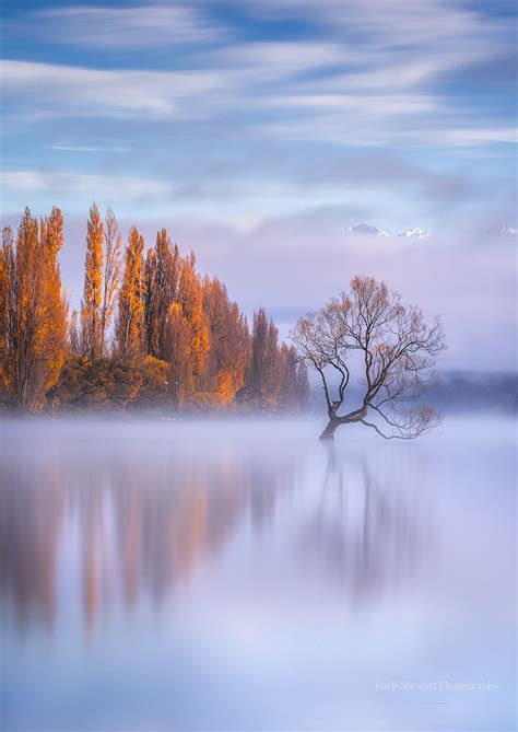 The Wanaka Tree Photography - Everything You Need to Know