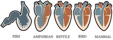 Comparative Anatomy of Vertebrate Hearts