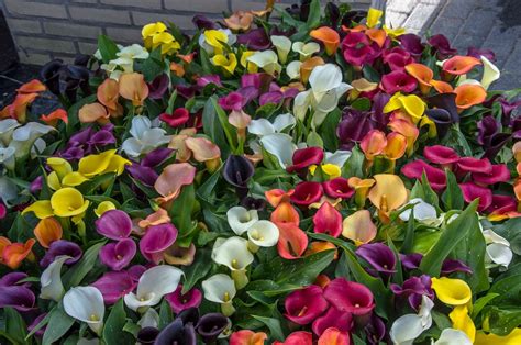 Calla Lily Spiritual Meaning & Symbolism: Useful Facts To Note - Petals And Hedges