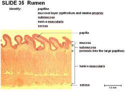 Rumen - Anatomy & Physiology - WikiVet English