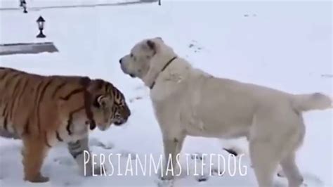 Alabai vs kaplan ( Turkmen Alabai and a Tiger ) | Alabai Dog, Kangal ...