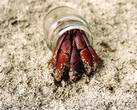 7 Reasons Why You Should Never Buy a Hermit Crab | PETA